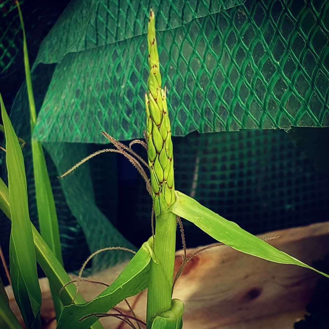 ancient maize plant